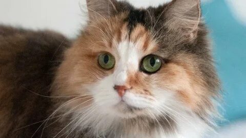 Коте голос