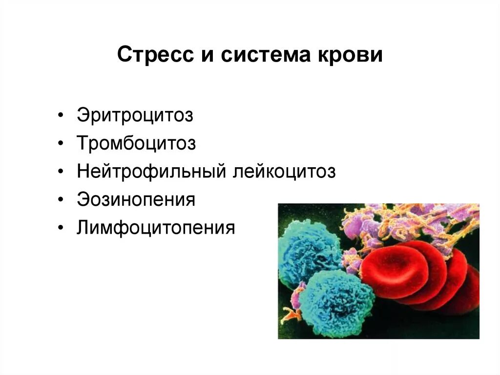 Эритроцитоз тромбоцитоз. Эритроцитоз тромбоцитоз