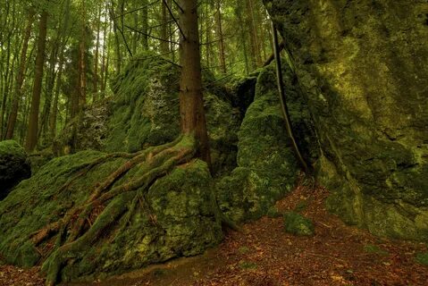 Камень forest