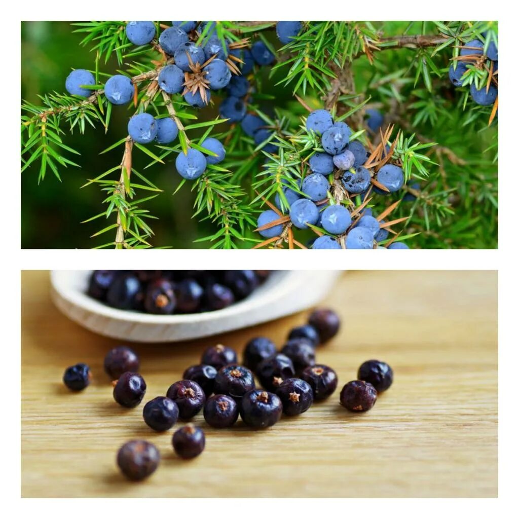 ягоды можжевельника сушеные. шишкоягоды можжевельника. ягоды можжевельника рецепты. можжевеловая ягода приправа. можжевельник ягодный.