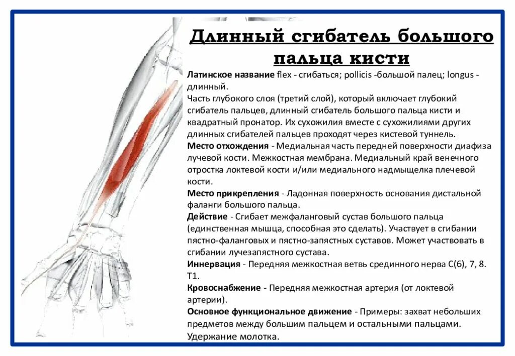 Болит большой палец на сгибе. Длинная мышца сгибатель большого пальца кисти на латыни. Длинный сгибатель большого пальца кисти m. Flexor pollicis Longus. Длинный сгибатель пальцев стопы иннервация. Медиальная часть глубокого сгибателя пальцев.