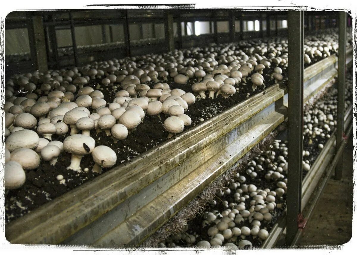 Оборудование для грибоводства шампиньоны. Как растут шампиньоны. Компост для шампиньонов. Как растут шампиньоны. Как растут шампиньоны.