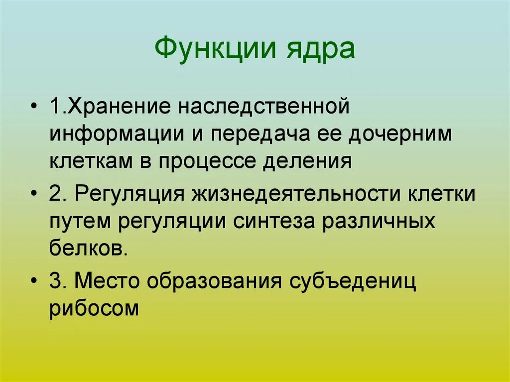 Основные функции ядра. Какое значение ядра в жизнедеятельности клетки