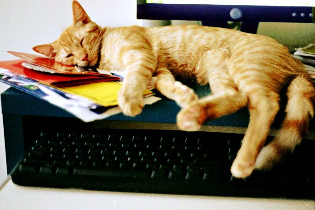 Cat programming