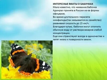 Бабочка фото и описание