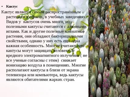 Польза кактуса