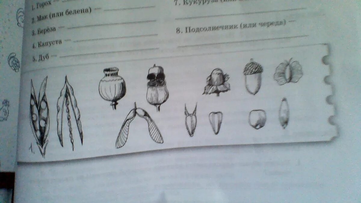 Рассмотрите рисунок назовите изображенных
