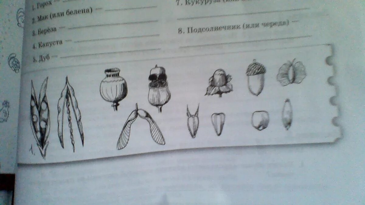 Рассмотри рисунок на котором изображен. Рассмотрите изображённые на рисунке плоды растений. Рассмотрите растения изображенные на рисунке. Рассмотрите изображенные на рисунке плоды растений назовите их. Рассмотри рисунки какие плоды.