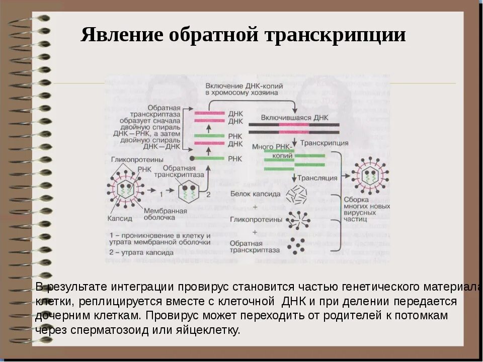 Обратная транскрипция у ДНК вирусов. Обратная транскрипция РНК вируса. Процесс обратной транскрипции вирусов. Обратная транскрипция вирусной РНК этапы.