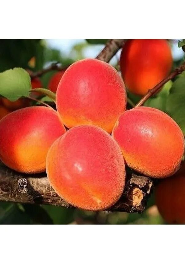 Абрикос ред сильвер. Сорт абрикоса биг ред. Урюк курага и кайса. Красный абрикос. Абрикос шалах узбекистан.