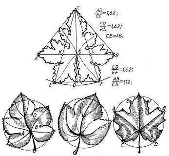 Длинна листа клена