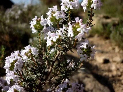 Thymus vulgaris