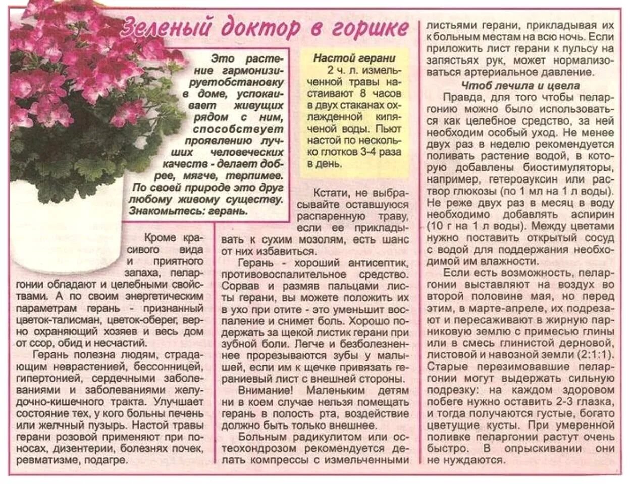 Герань от боли в ухе. Герань цветок характеристика. Герань лечебная для ушей. Лечим уши геранью. Лист герани для уха.