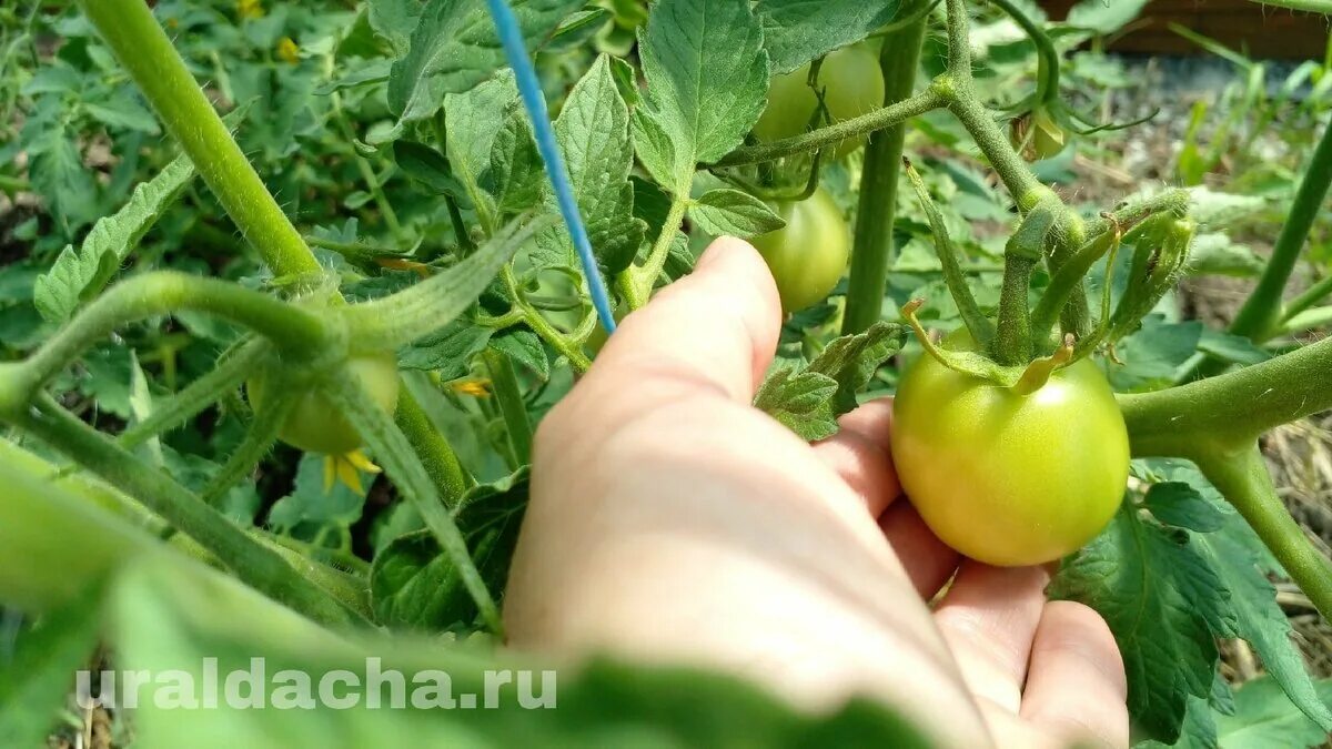 Томат июньский. Томат июньский форумский. куст томата. томат помидор.