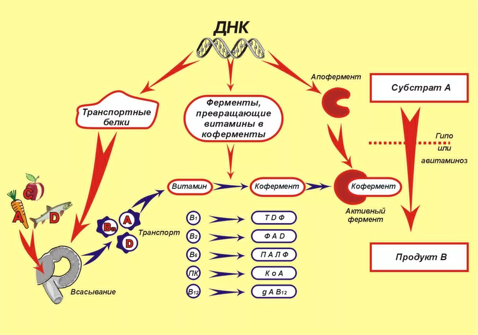 Ферменты коферменты витамины. Витамины предшественники коферментов. Витамины и ферменты. Витамины как коферменты. Ферменты предшественники витаминов.