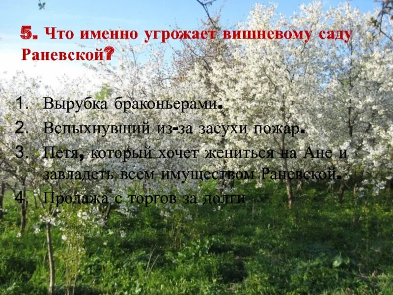 Кто виновен в гибели вишневого сада. Что именно угрожает вишневому саду. Вырубка вишневого сада. Что именно угрожает вишневому саду Раневской. Вишнёвый сад Чехов сад срубили.