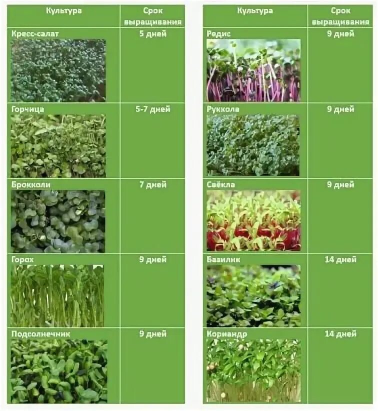 Сколько можно заработать на выращивание. Нормы посадки микрозелени. Таблица посадки микрозелени. Микрозелень буклет. Посадка семян микрозелени.