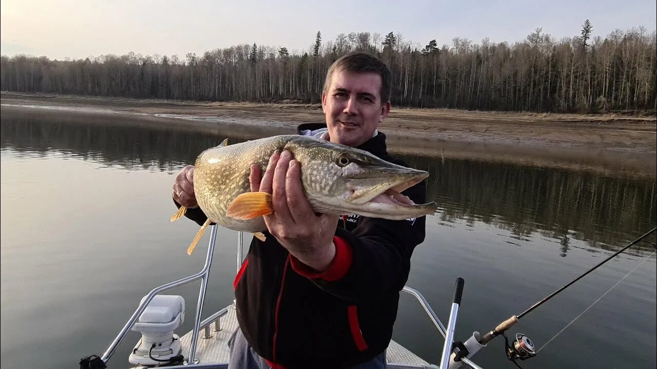 Щука красноярск. Красноярское море щука. Щука на водохранилище. Рыбалка на Красноярском море. Рыбы Красноярского водохранилища.