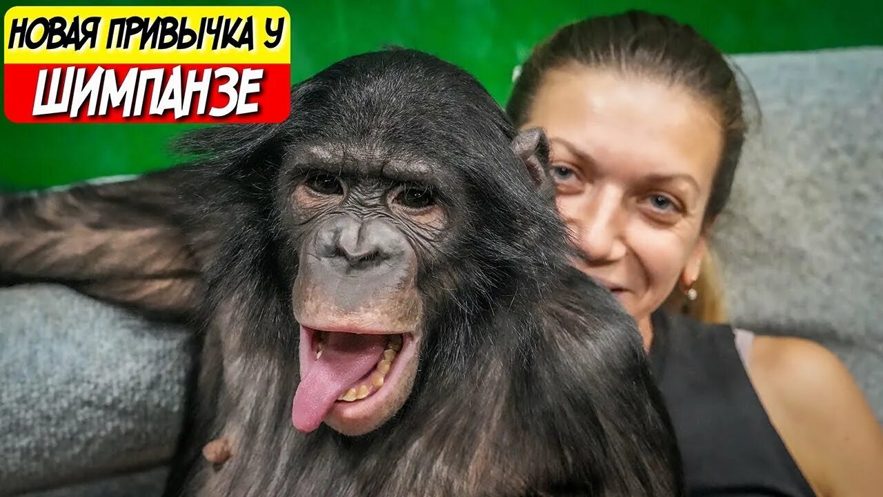 Шимпанзе бони. Обезьяна стример. Обезьяна в шоке. Обезьяна стример. Шимпанзе бони.
