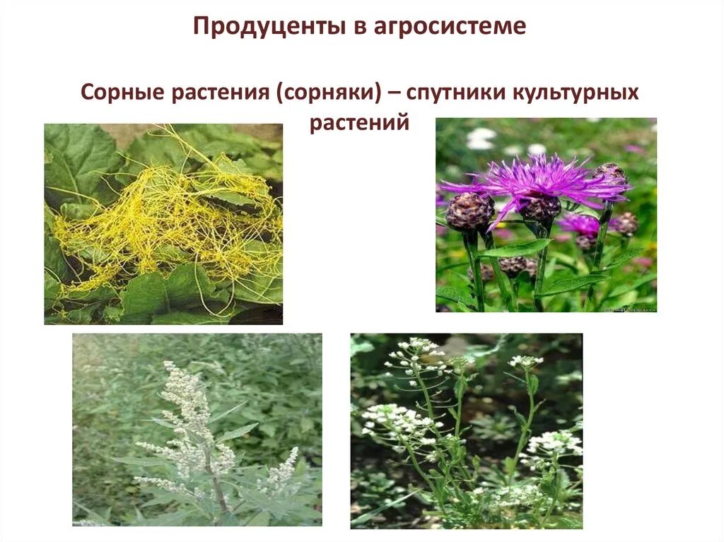 Сорняки в искусственных. Молочай осот огородный. Сорняки в искусственных. Сорняки в искусственных. Чаир сорняк.