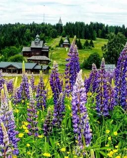 Люпины пермский край