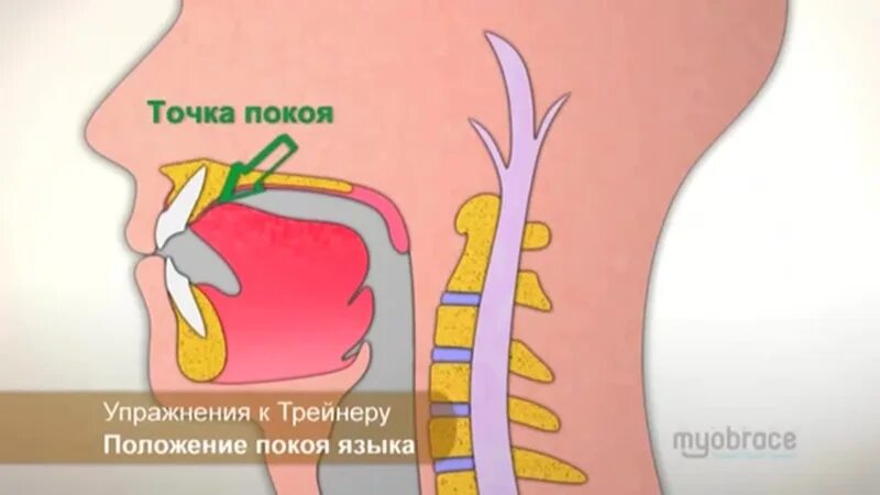 Правильное положение языка во рту. Положение языка в точке покоя. Правильное положение языка в покое. Язык во рту в спокойном состоянии