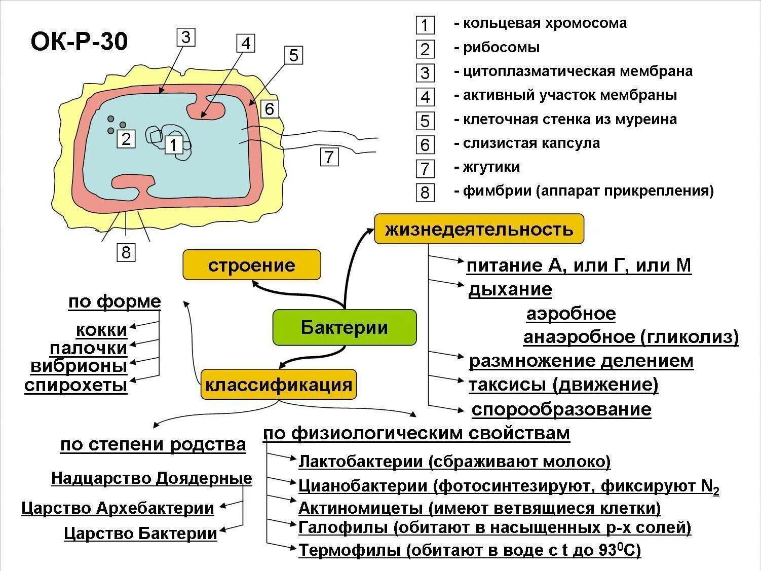 Строение клетки бактерии ЕГЭ биология. Строение бактериальной клетки ЕГЭ биология. Конспект бактерии ЕГЭ биология. Опорный конспект бактерии ЕГЭ.