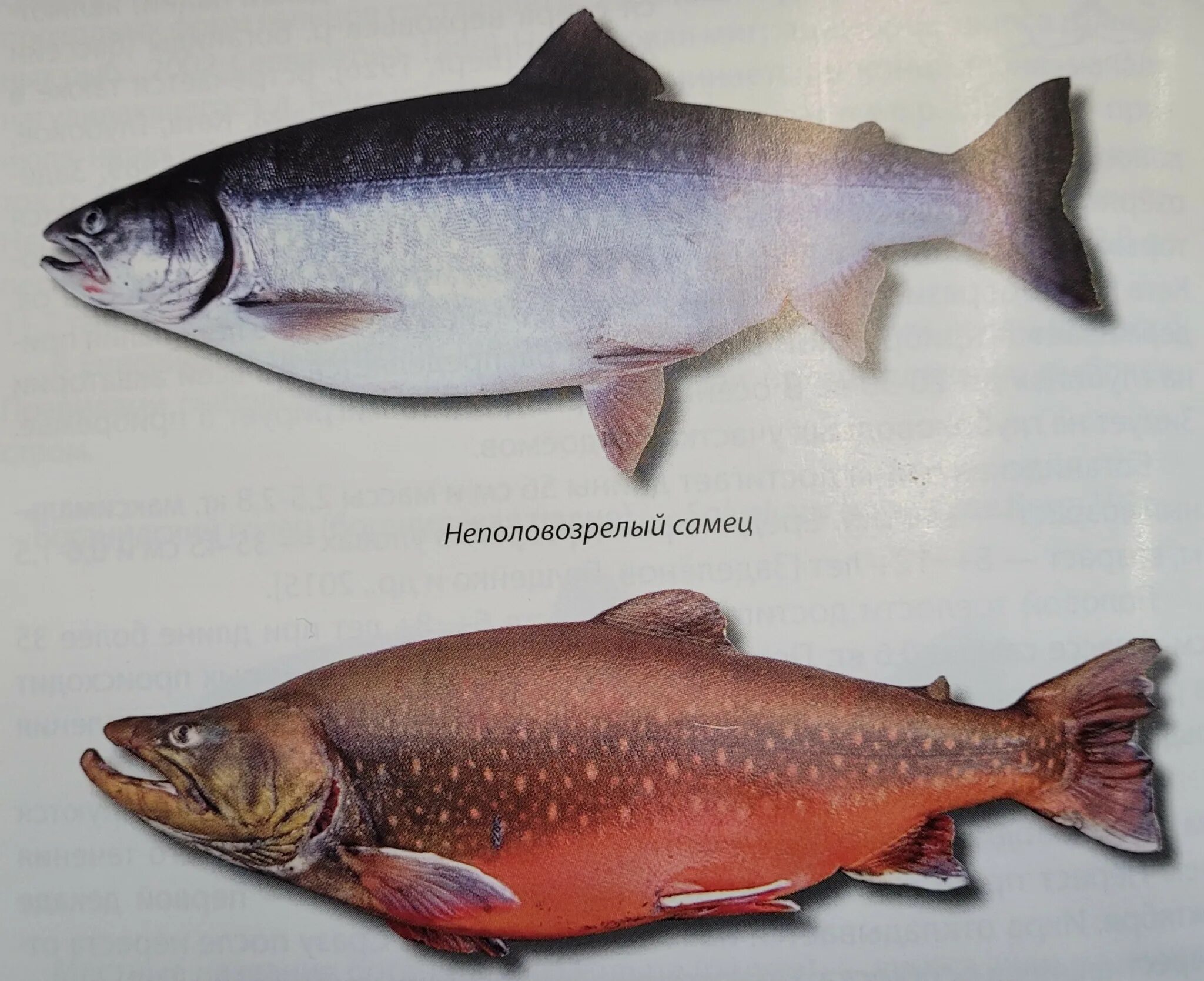 большая озерная рыба. чукотка арктический голец. арктический голец salvelinus alpinus. рыба в озёрах. рыбы озера таймыр.