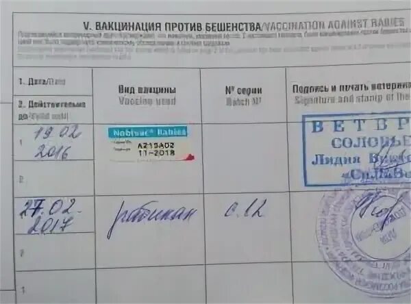 Прививка от бешенства сколько действует у человека. Прививка нобивак. отметки о вакцинации против бешенства. ветпаспорт прививка от бешенства.