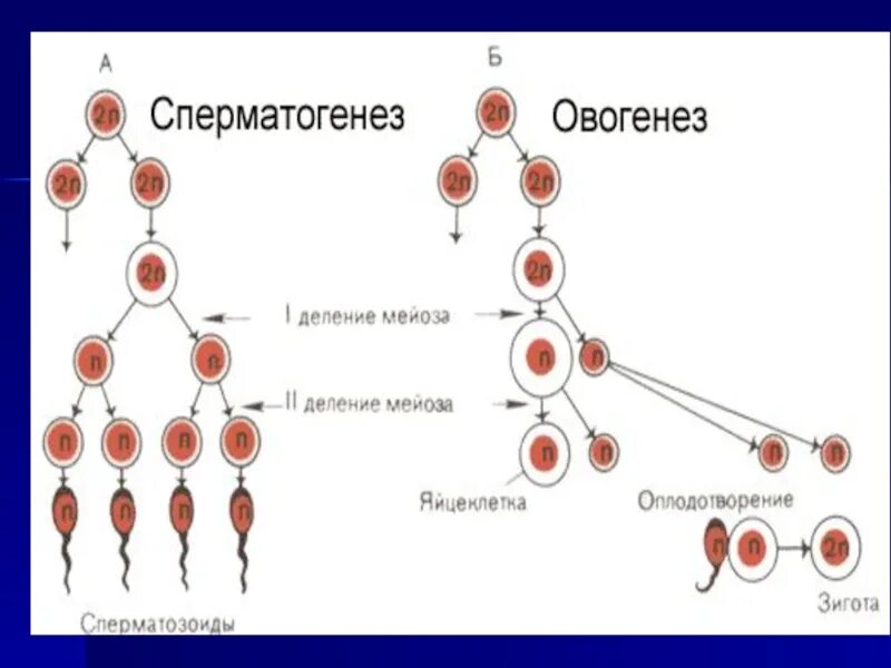 Размножение сперматогенез и овогенез. Фаза формирования сперматогенеза. Схема образования сперматогенеза. Этапы овогенеза гистология. Гаметогенез происходит в стадии