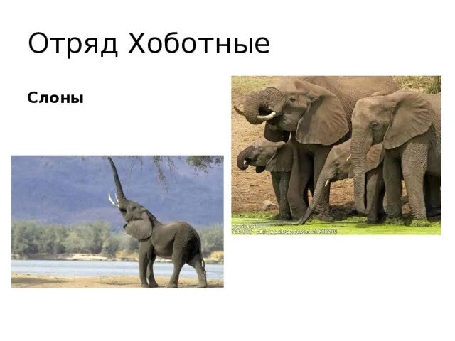 Представители хоботных. Отряд хоботные индийский слон. отряд хоботные под отряд. отряд хоботные представители. представители отряда хоботные 7 класс.