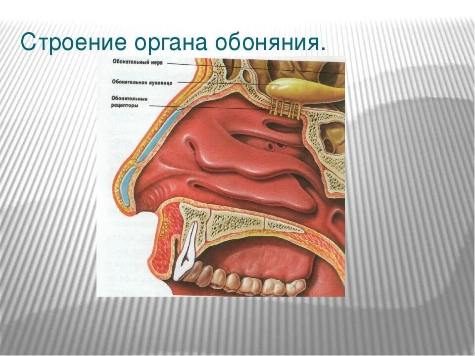 Обоняние информация