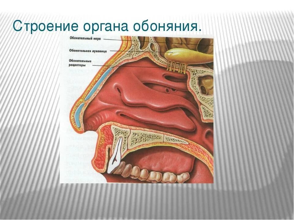 Орган обоняния. Рецепторы обонятельного анализатора. Орган обоняния анатомия строение. Строение обоняния анализатора человека. Обонятельный анализатор строение.