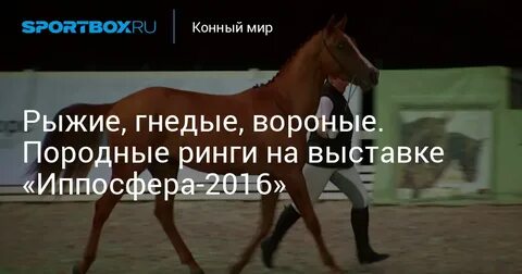 Конный мир программа