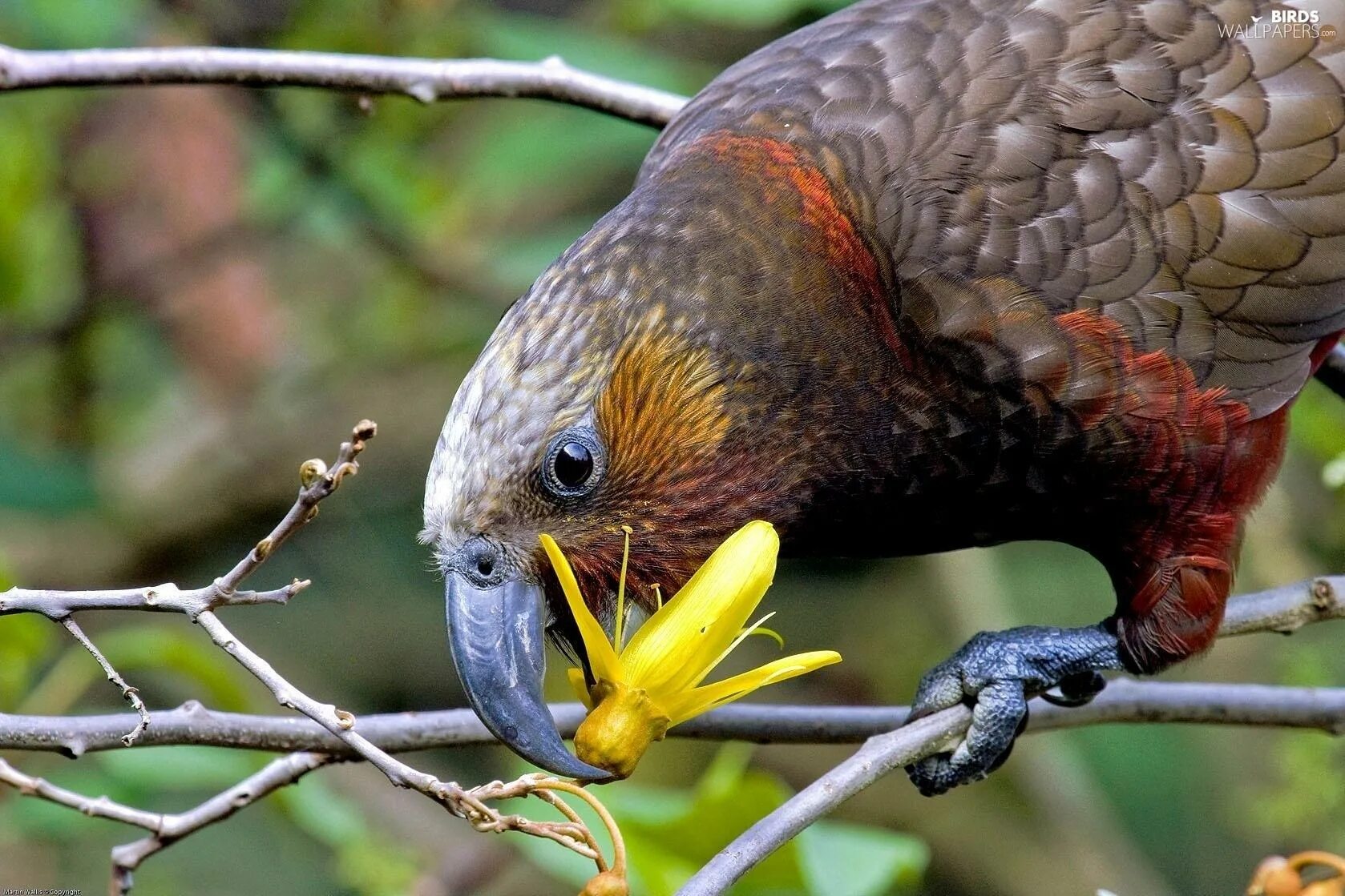 Попугай хищник. Новозеландский попугай Кеа. Попугай Кеа новая Зеландия. Птица Кеа новая Зеландия.