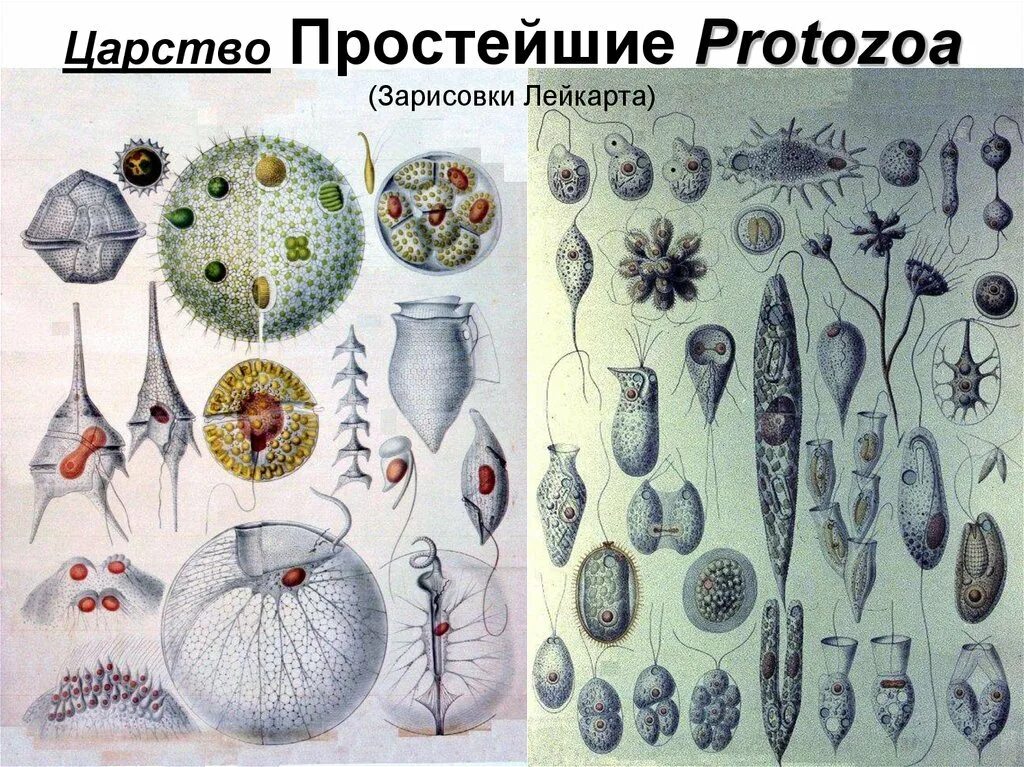 Царств царство протисты. Царство простейшие Protista protozoa. Царство протозоа. Царство протисты водоросли