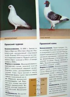 Таблица голубей