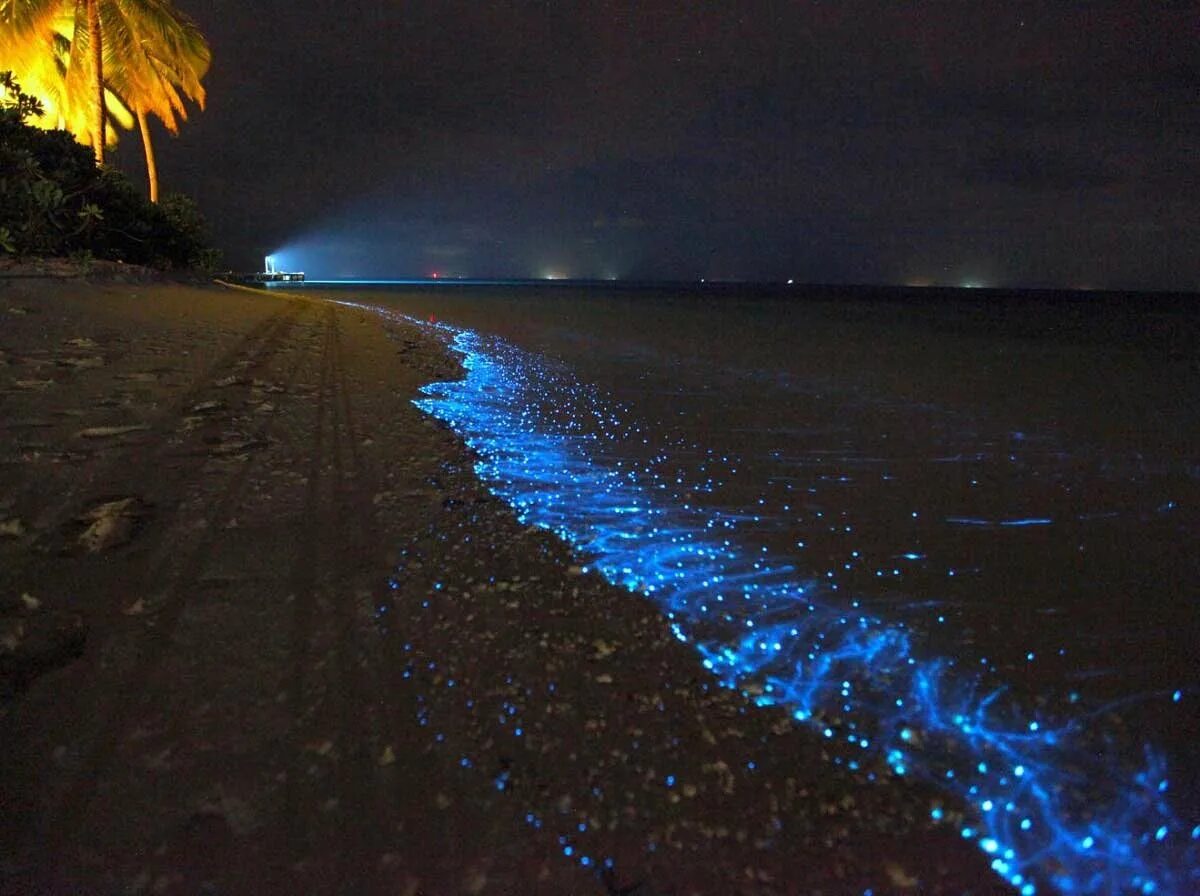 Фитопланктон в море. Остров Ваадху Мальдивы. Пляж Ваадху Мальдивы. Остров Ваадху, Мальдивы. Планктон. Остров Ваадху Мальдивы светящийся планктон.