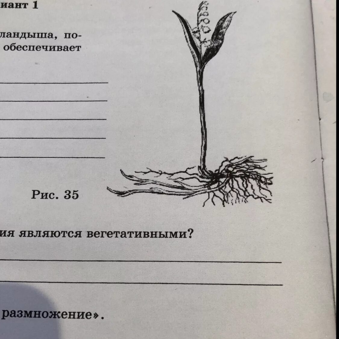 Корневая система ландыша. Вегетативное размножение ландыша. Размножение ландыша корневищем.