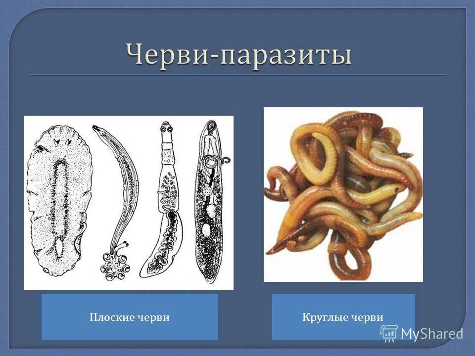 Паразитические черви имеют. Паразитические черви класс. Паразитические плоские черви. Плрчкик паразитические черви. Паразитический плоский червь.