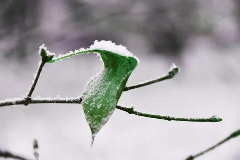 Листья на снегу песня