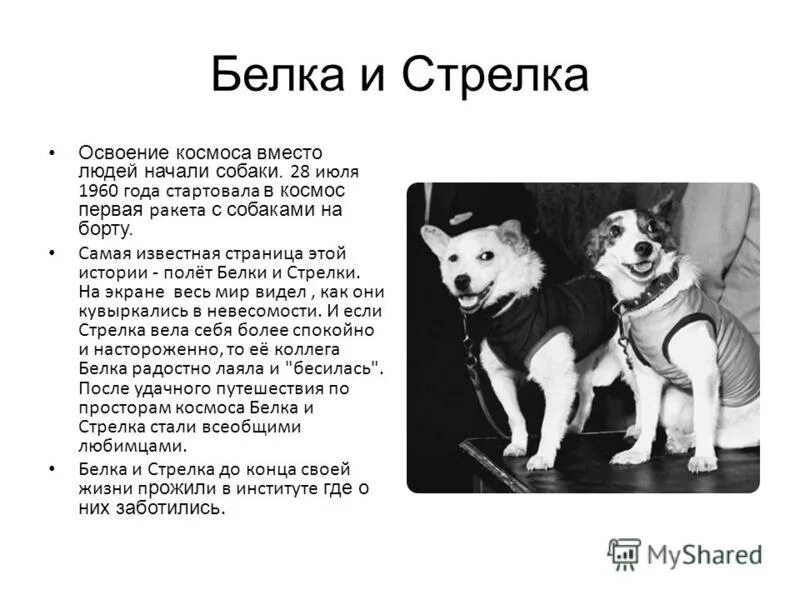 Сказка про собаку. Собачьи рассказы слушать. Рассказ о преданности животных. Рассказ о собаке. Собачьи рассказы слушать.