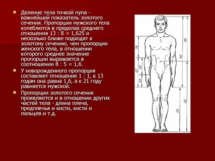 Длина туловища человека