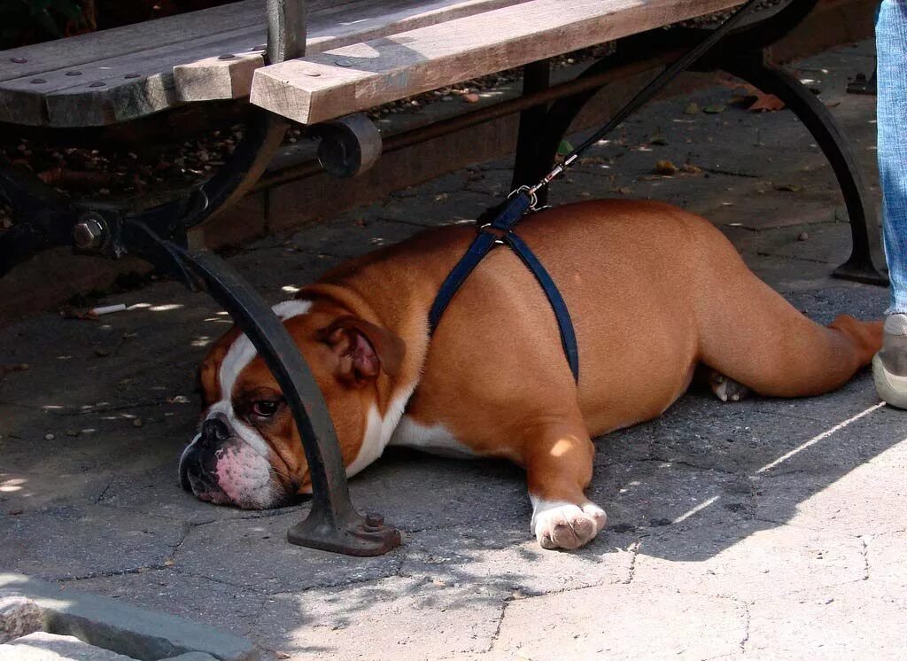 Мытье лошади. Солнечные удары у каких животных. Солнечные удары у каких животных. Тепловой удар у животных. Тепловой удар у собаки.