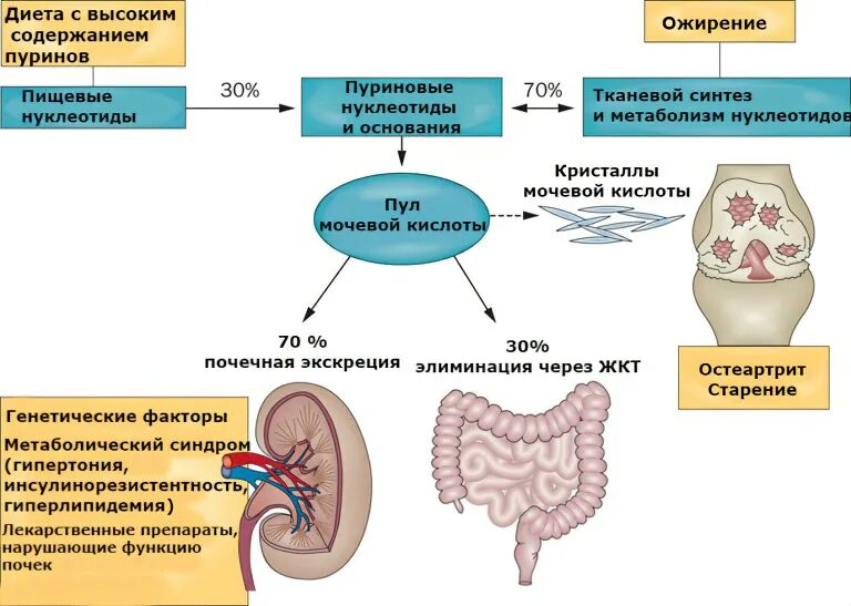 Вывод мочевой кислоты из организма схема. Схема метаболизма мочевой кислоты. Механизм образования мочевой кислоты. Обмен мочевой кислоты в организме биохимия.