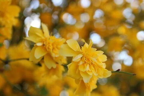 Yellow flower