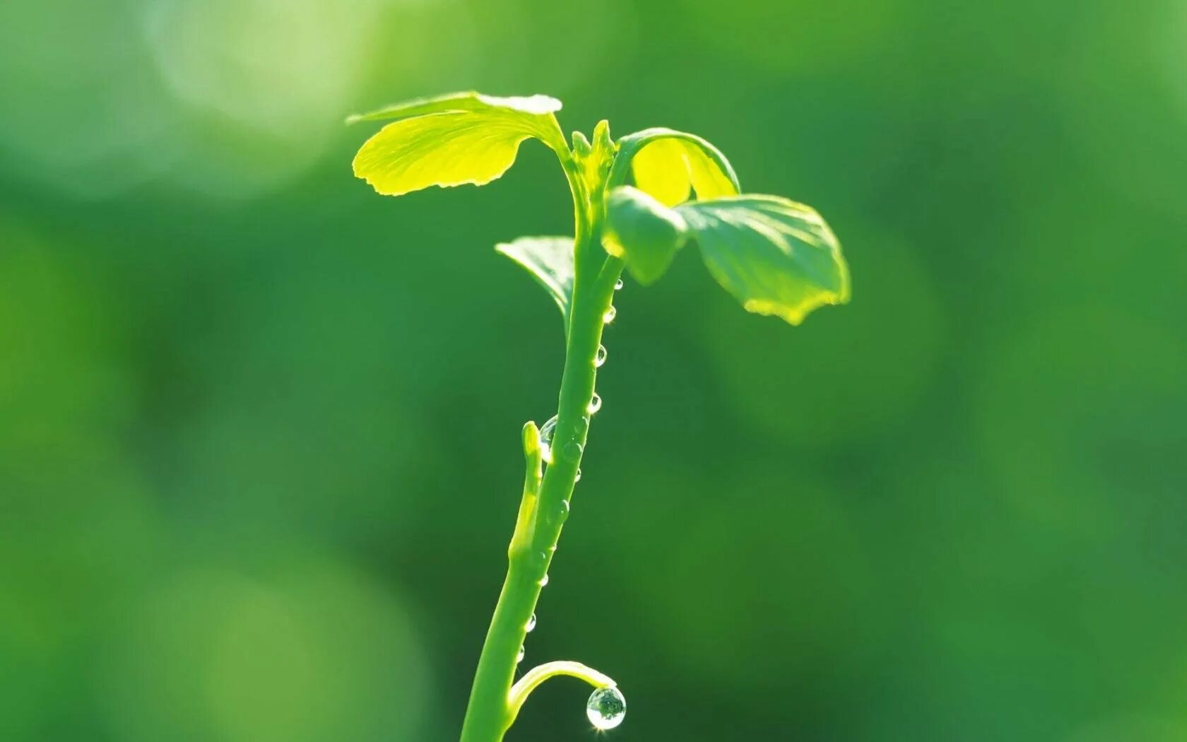 Стебельков. Стебелечек тоненький тянется вверх, по стебельку ягода. Цветок без стебля. Фотография стебельков. Фотография со стебельком.