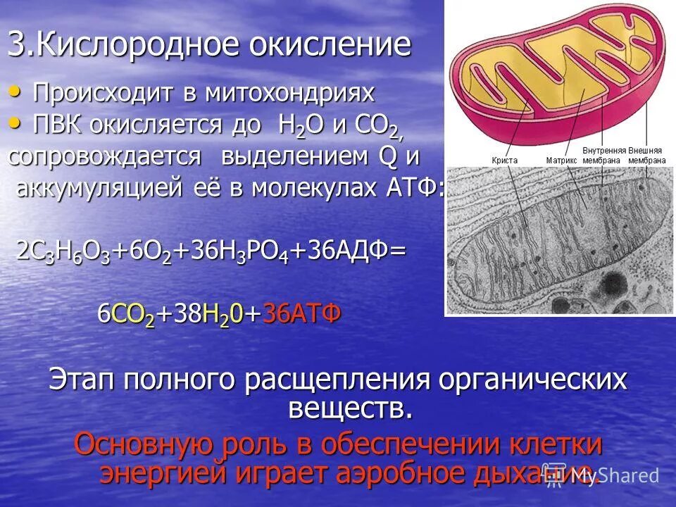 Процесс образования атф в митохондриях. Что происходит в митохондриях. Процессы происходящие в митохондриях. В митохондриях окисляются вещества. Этапы дыхания митохондрии.