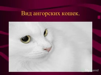 Само характерный