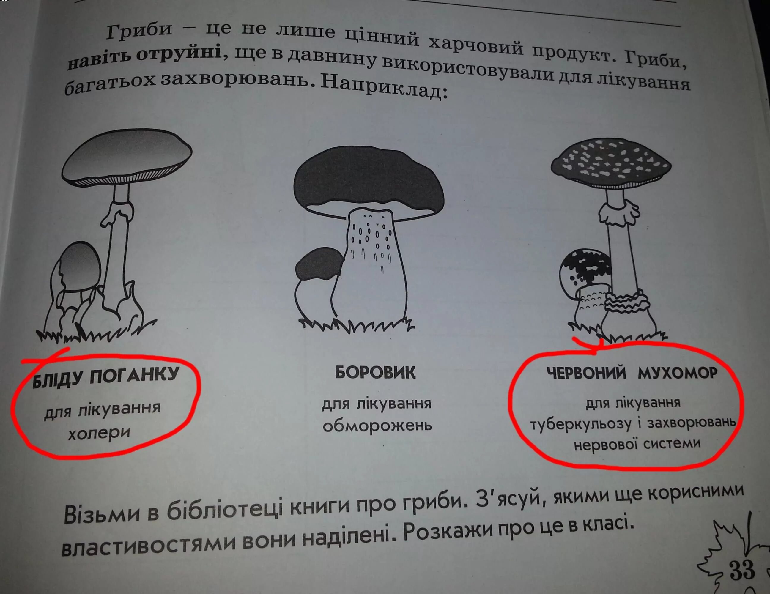 грибы перевод. грибы перевод. съедобные и несъедобные грибы таблица. съедобные и ядовитые грибы таблица. грибы названия на английском.